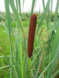 Typha latifolia