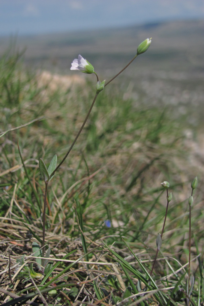 Image of Holosteum marginatum specimen.