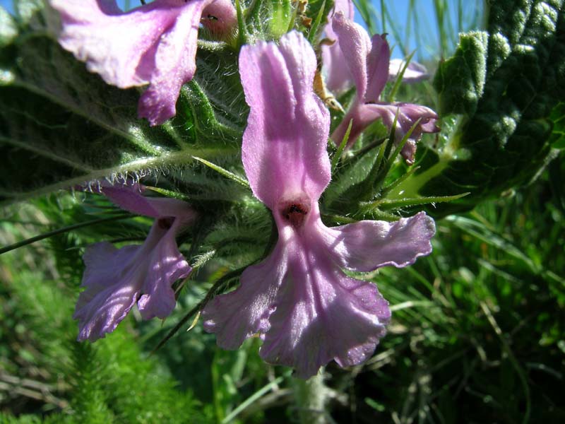 Image of Phlomoides boraldaica specimen.