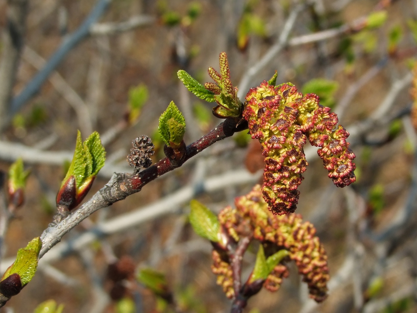 Изображение особи Duschekia fruticosa.