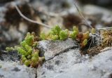 Sedum acre. Вегетирующее растение в расщелинах известняка. Пермский край, Лысьвинский р-н, с. Кын, крутой каменистый склон горы Плакун. 04.05.2017.