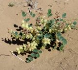 Astragalus chiwensis