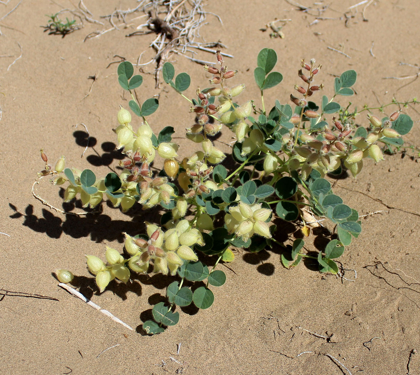 Image of Astragalus chiwensis specimen.
