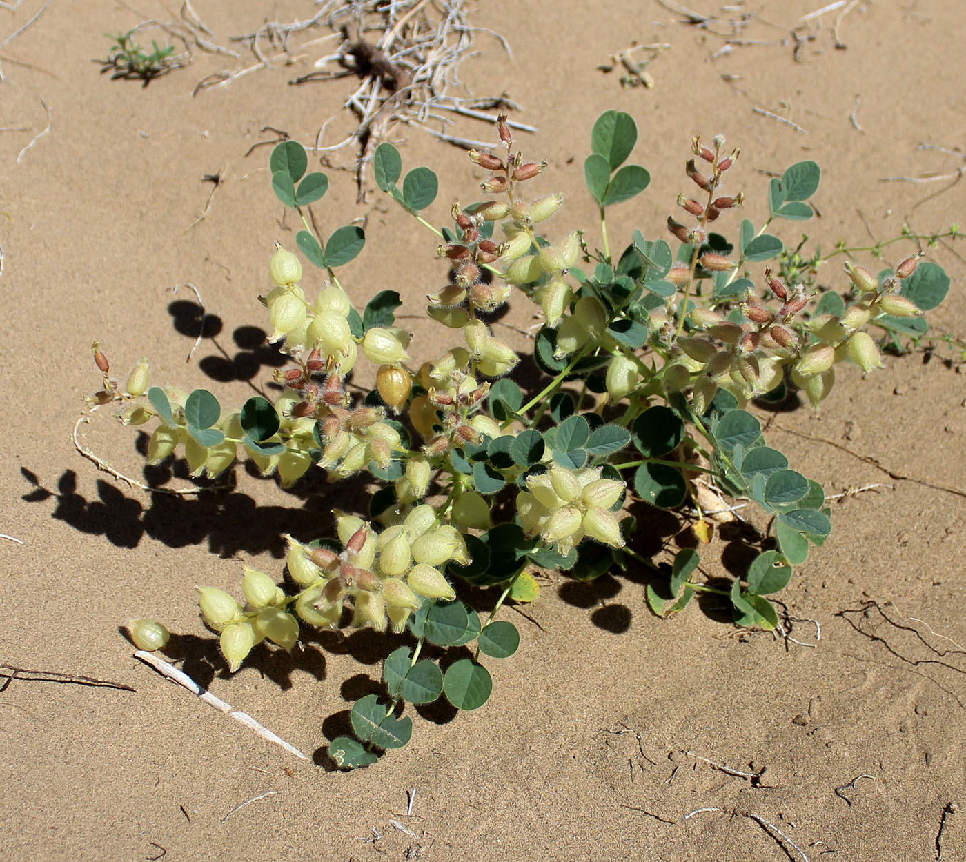 Изображение особи Astragalus chiwensis.