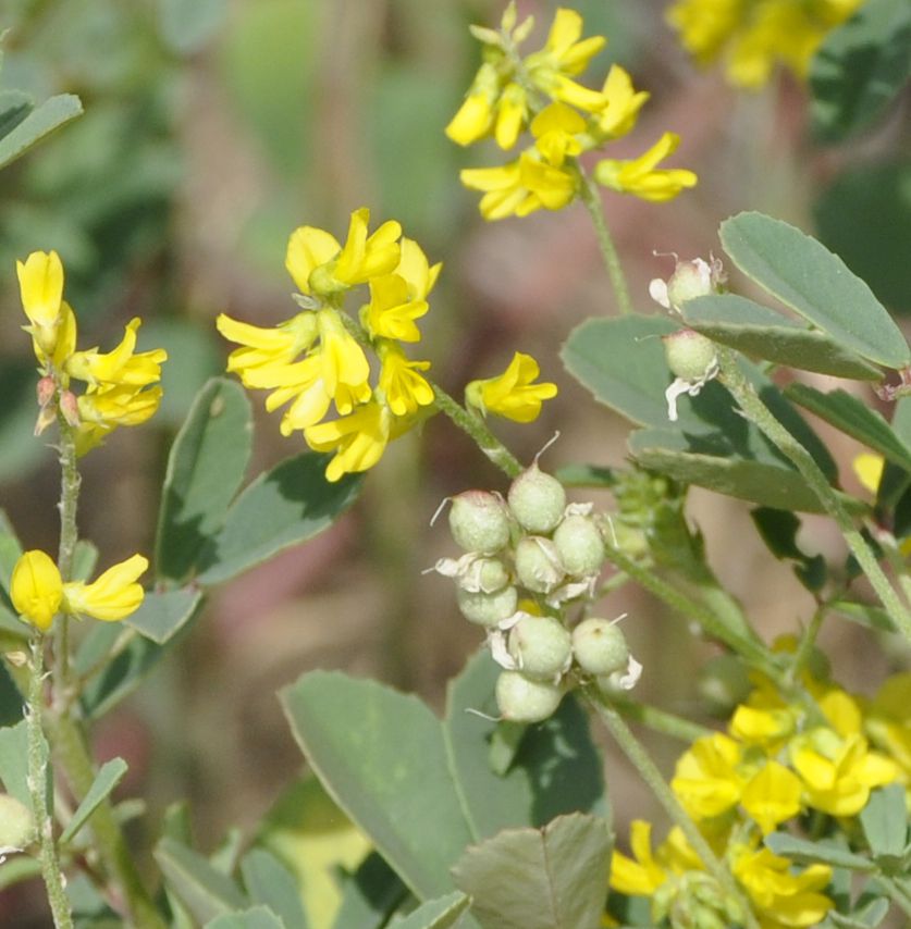 Изображение особи Melilotus neapolitanus.