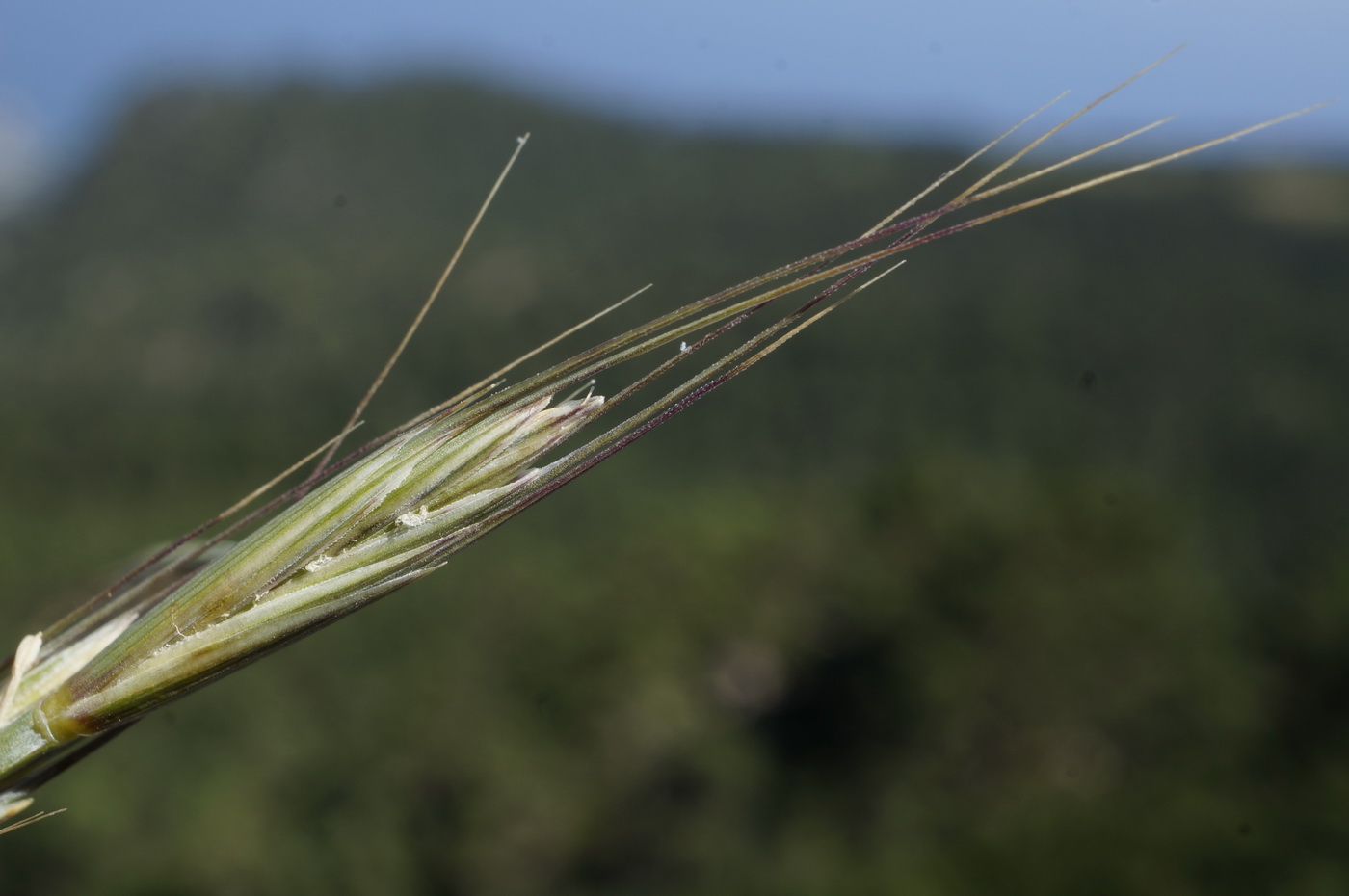 Изображение особи Elytrigia strigosa.