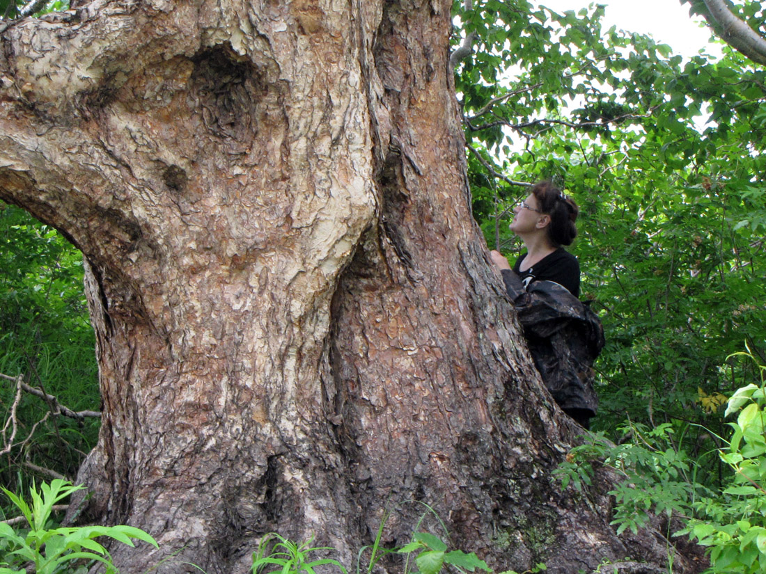 Image of Betula ermanii specimen.