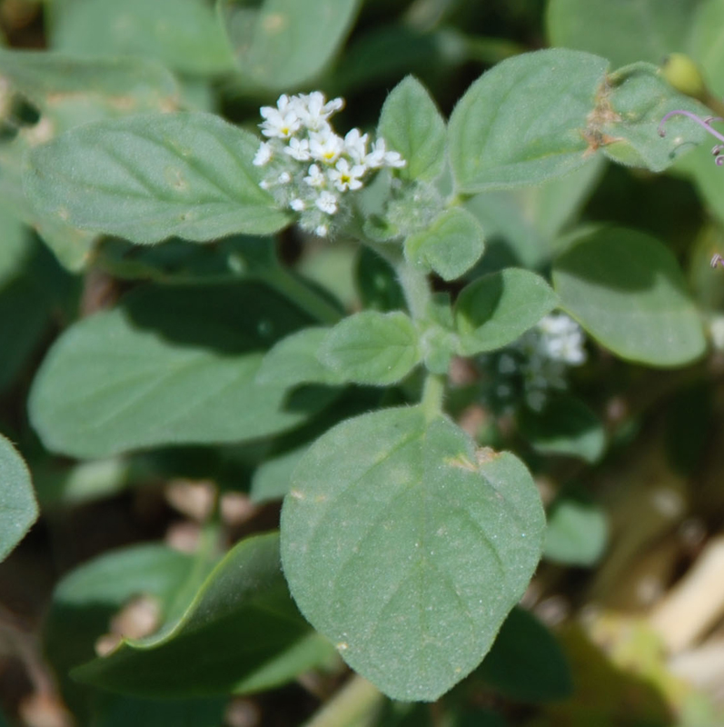 Изображение особи Heliotropium europaeum.