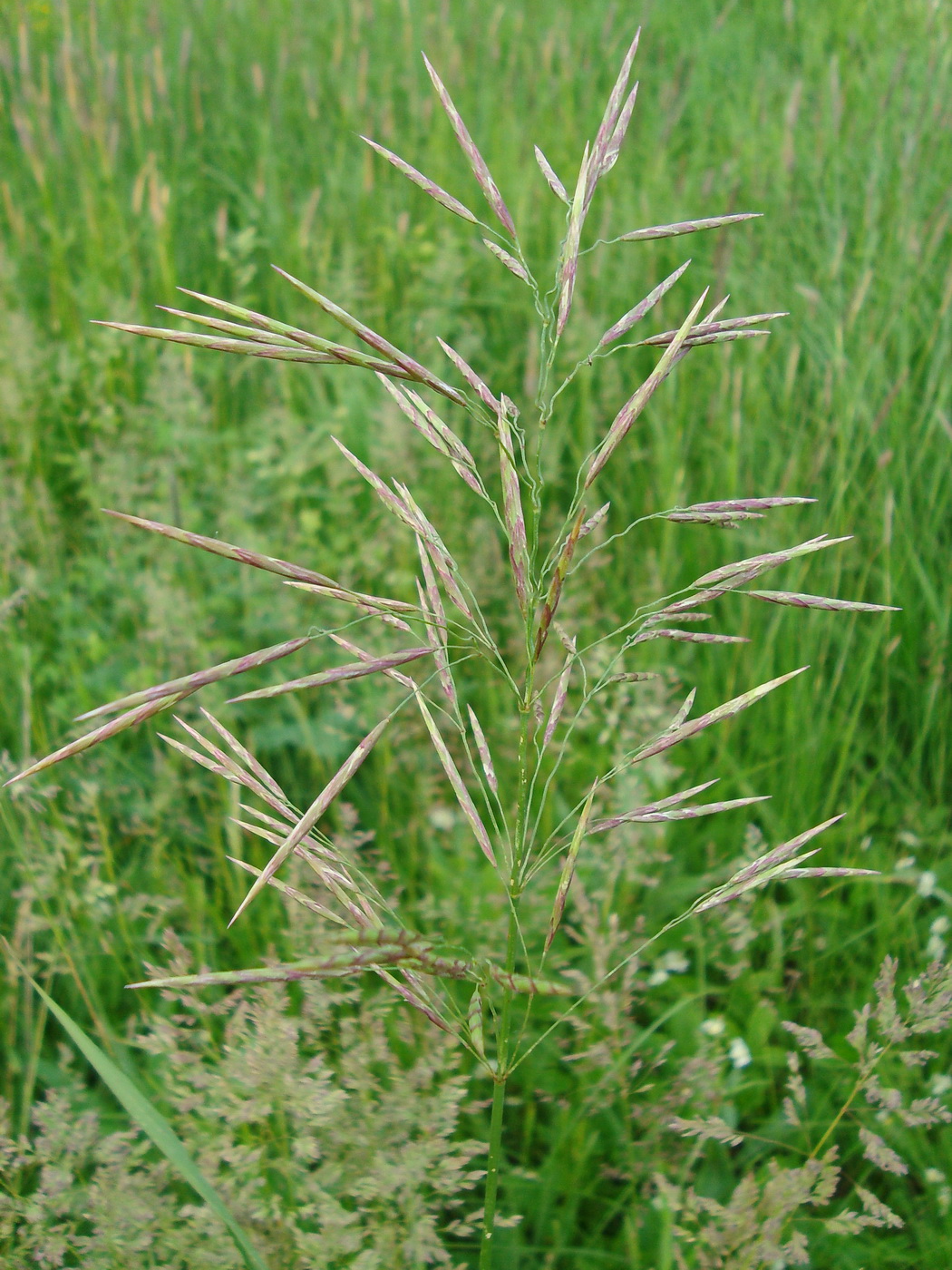 Изображение особи Bromopsis inermis.