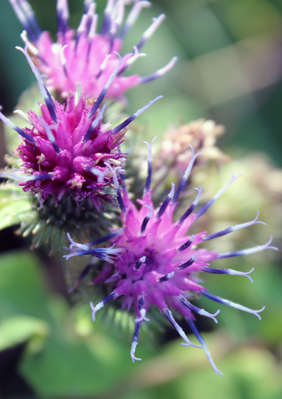 Изображение особи Arctium lappa.