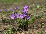 Primula amoena. Цветущее растение. Краснодарский край, хр. Ачишхо, ок. 1800 м н.у.м., субальпийский луг, на месте недавно растаявшего снежника. 26.06.2017.