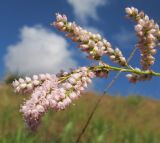 Tamarix ramosissima. Верхушка ветви с соцветиями. Краснодарский край, Темрюкский р-н, гора Дубовый Рынок, злаково-разнотравный луг с кустарниками. 17.06.2017.