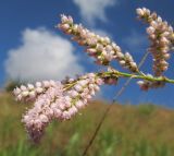 Tamarix ramosissima