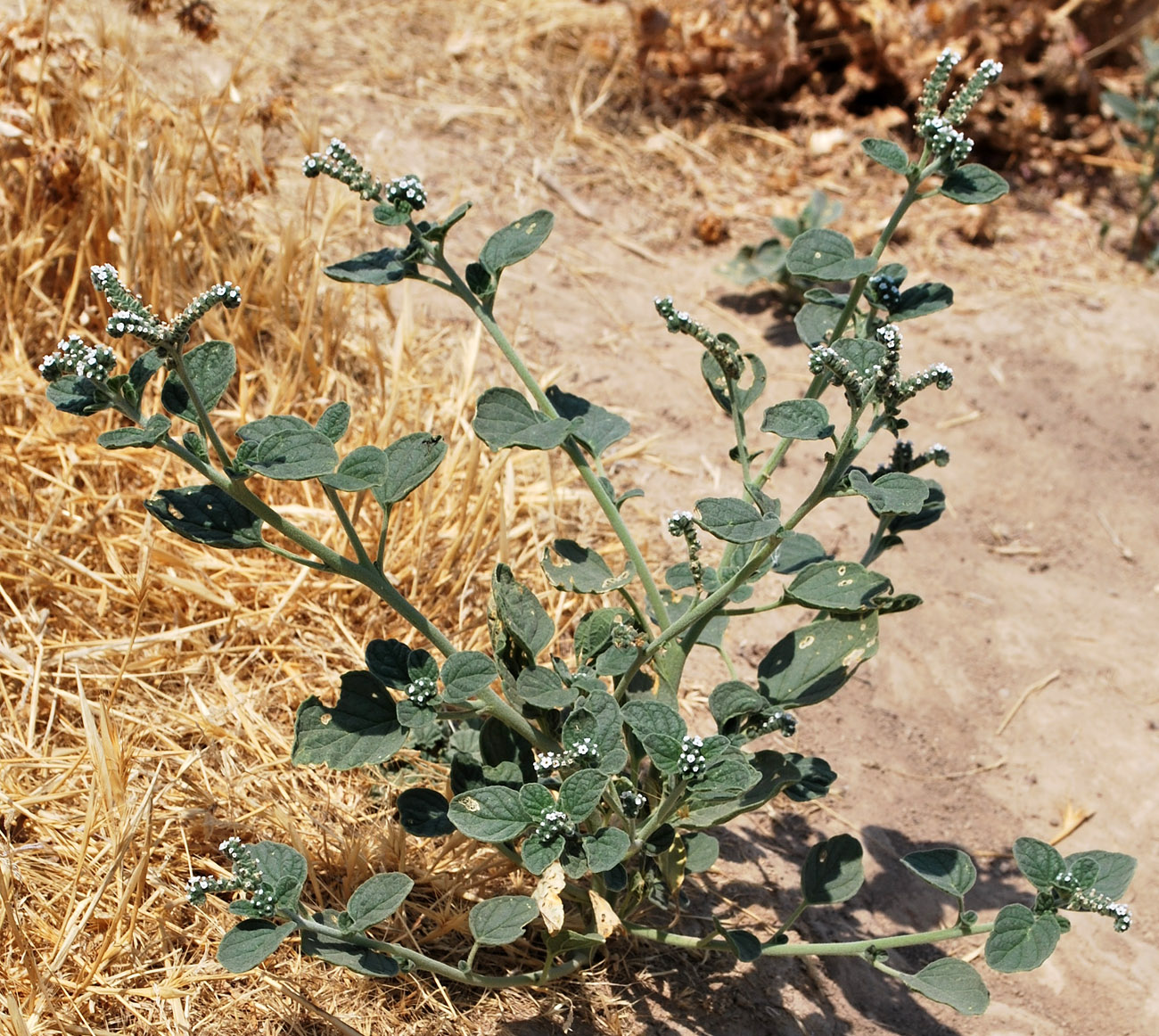 Image of Heliotropium ellipticum specimen.