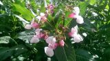 Impatiens glandulifera