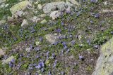 Campanula biebersteiniana