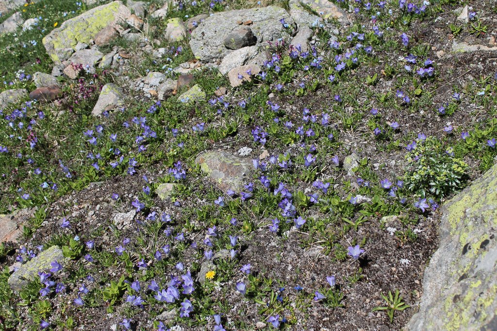 Image of Campanula biebersteiniana specimen.