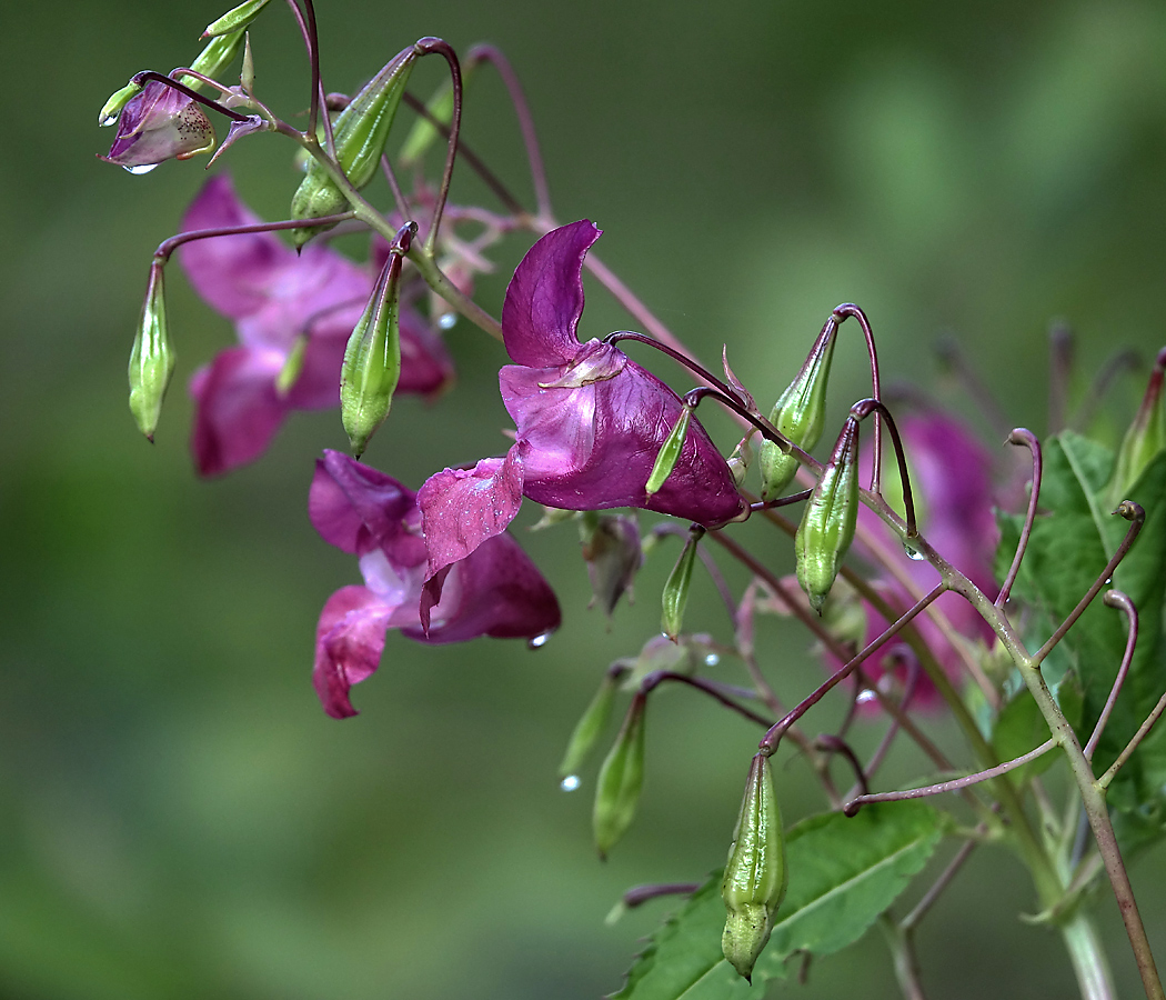 Image of Impatiens glandulifera specimen.