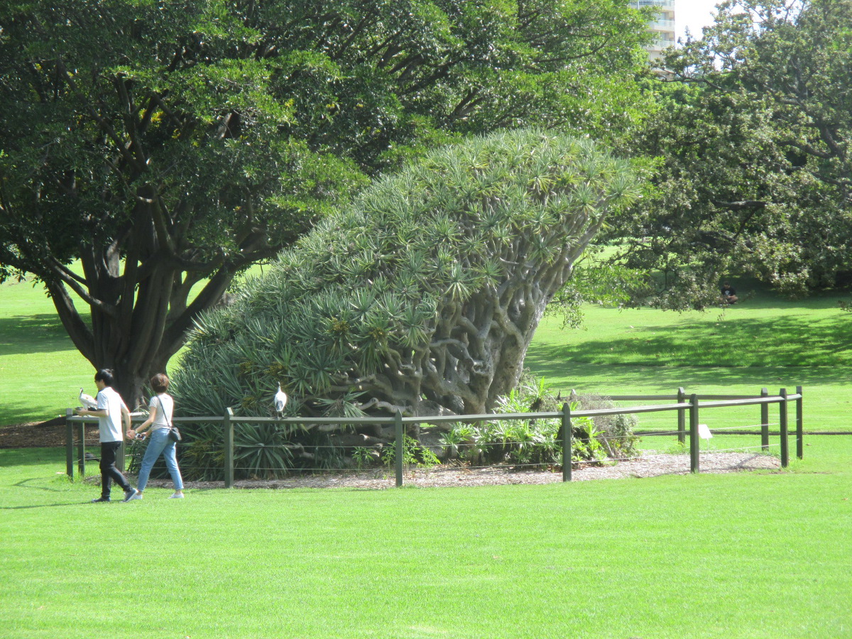 Image of Dracaena draco specimen.