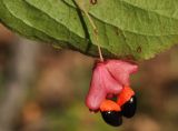 Euonymus pauciflorus