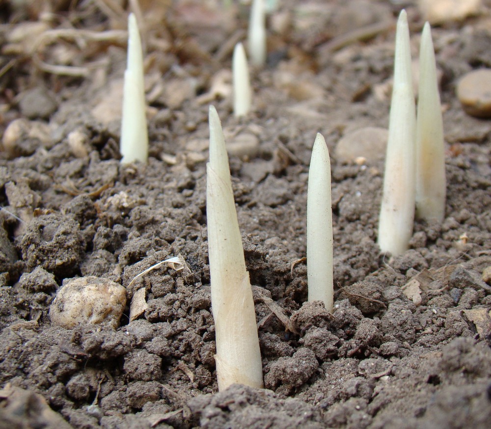 Image of Crocus speciosus specimen.