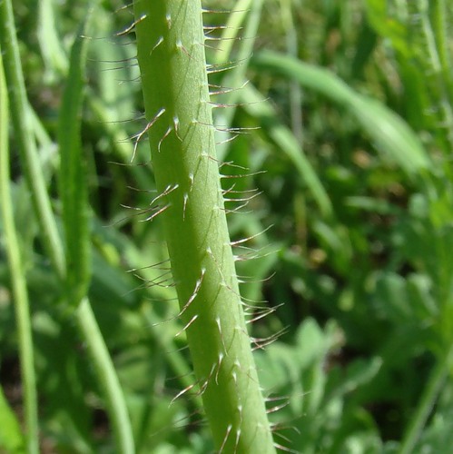 Изображение особи Papaver stevenianum.