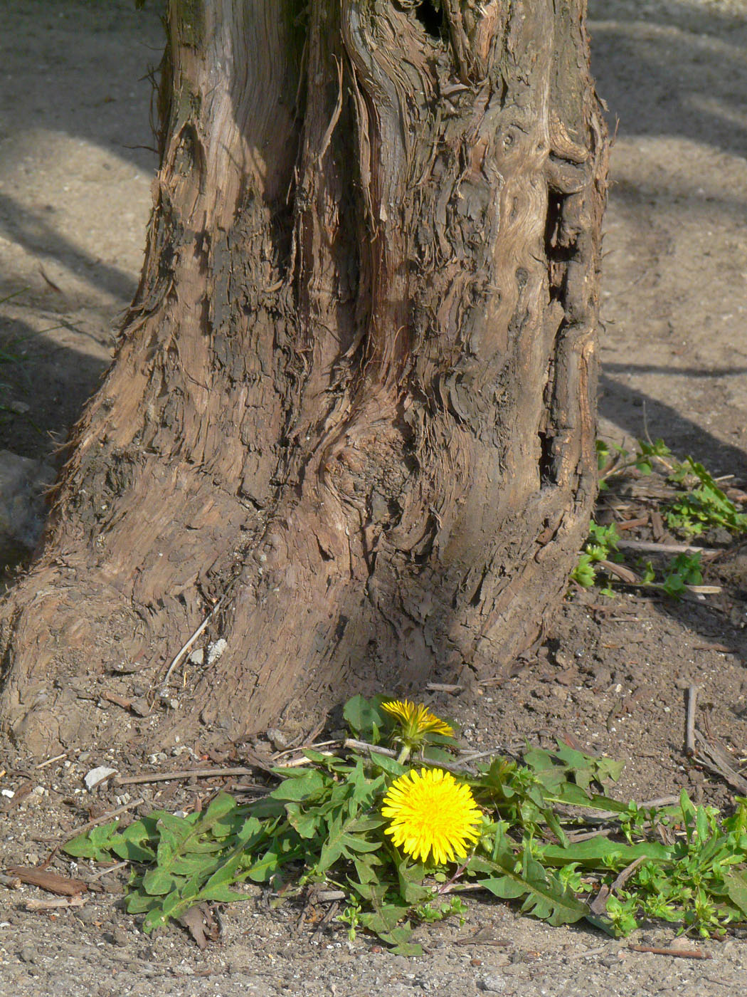 Изображение особи род Taraxacum.