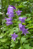 Campanula latifolia