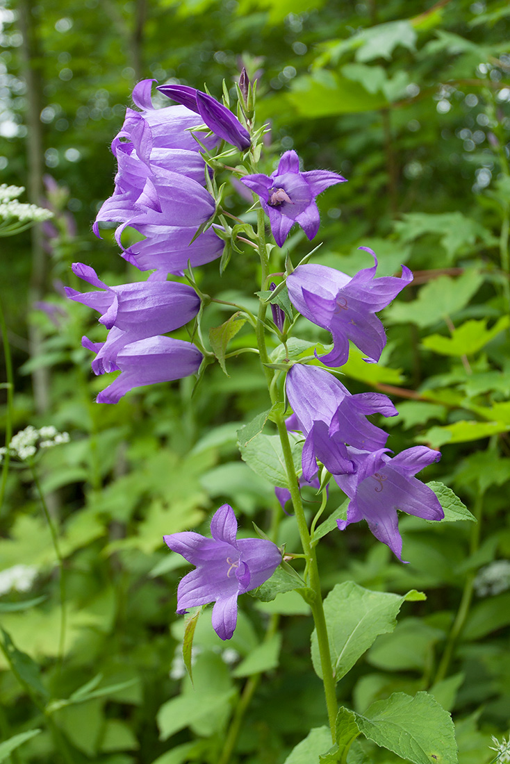 Изображение особи Campanula latifolia.