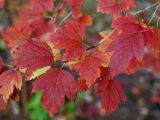 Viburnum opulus f. roseum