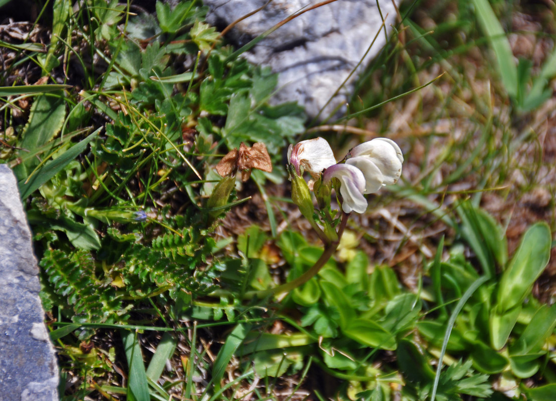 Изображение особи Pedicularis rhinanthoides.