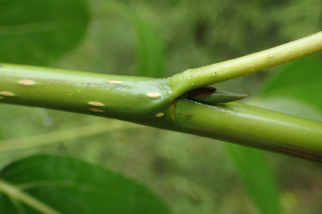 Image of Populus suaveolens specimen.