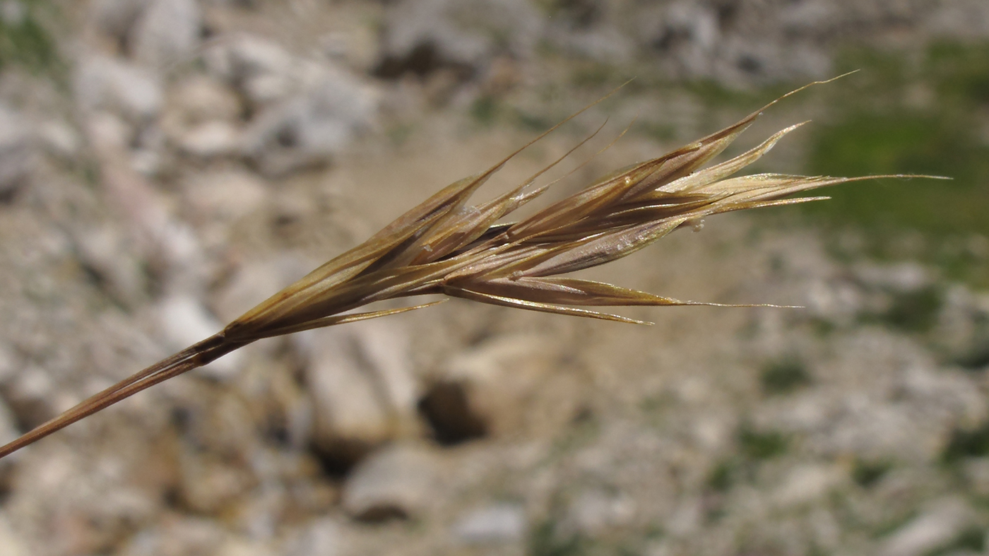 Image of Bromopsis variegata specimen.