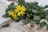 genus Taraxacum