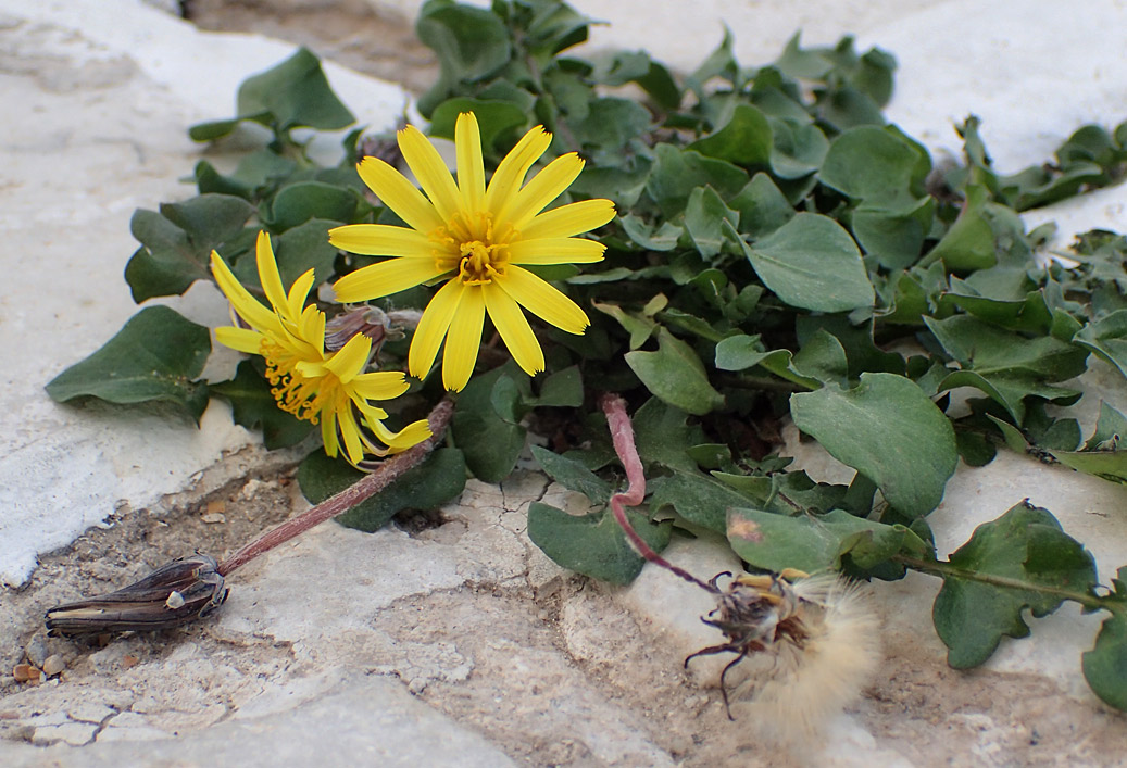Image of genus Taraxacum specimen.