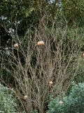 Punica granatum. Верхушка покоящегося растения со зрелыми плодами. ФРГ, земля Гессен, г. Франкфурт-на-Майне, бот. сад Palmengarten. Декабрь.