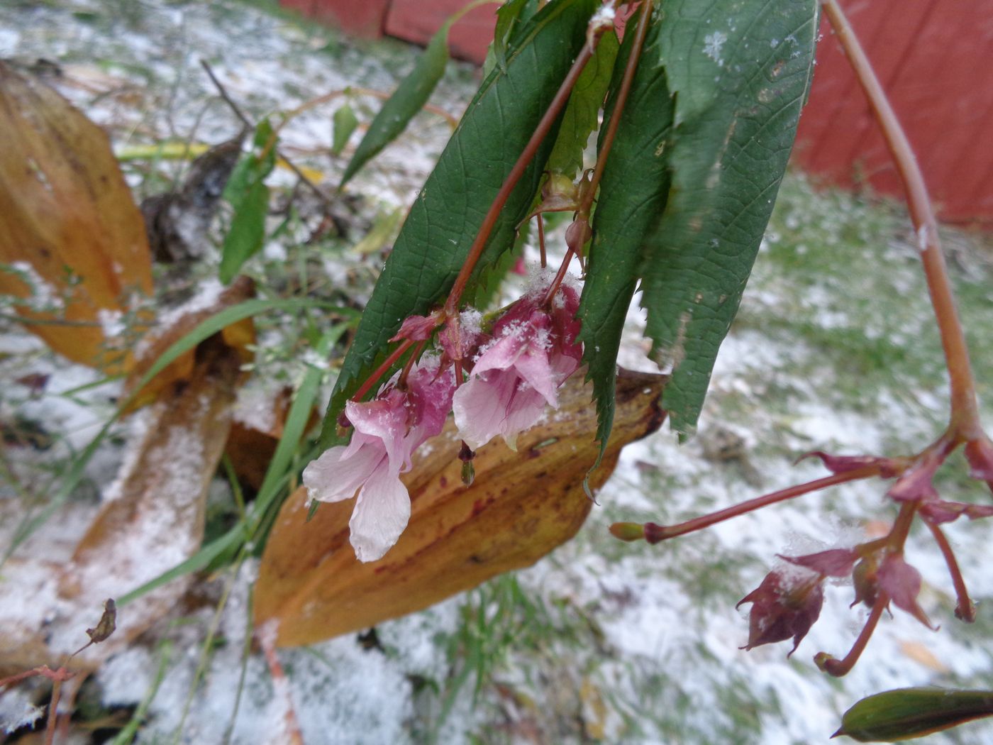 Image of Impatiens glandulifera specimen.
