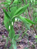 Polygonatum odoratum. Расцветающее растение. Свердловская обл., г. Екатеринбург, лесопарк «Уктусские горы», опушка в смешанном лесу. 10.06.2017.
