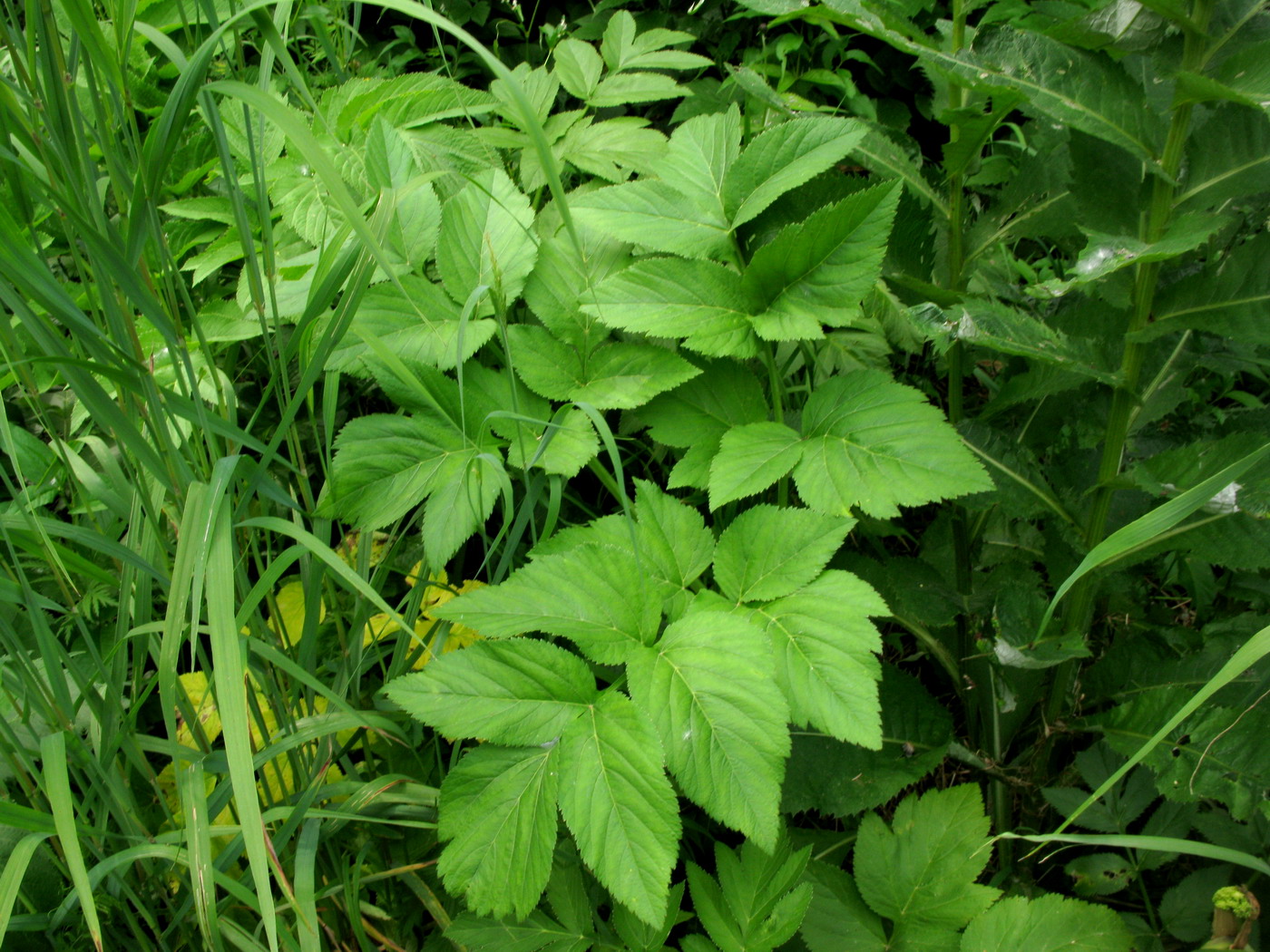 Изображение особи Archangelica sajanensis.