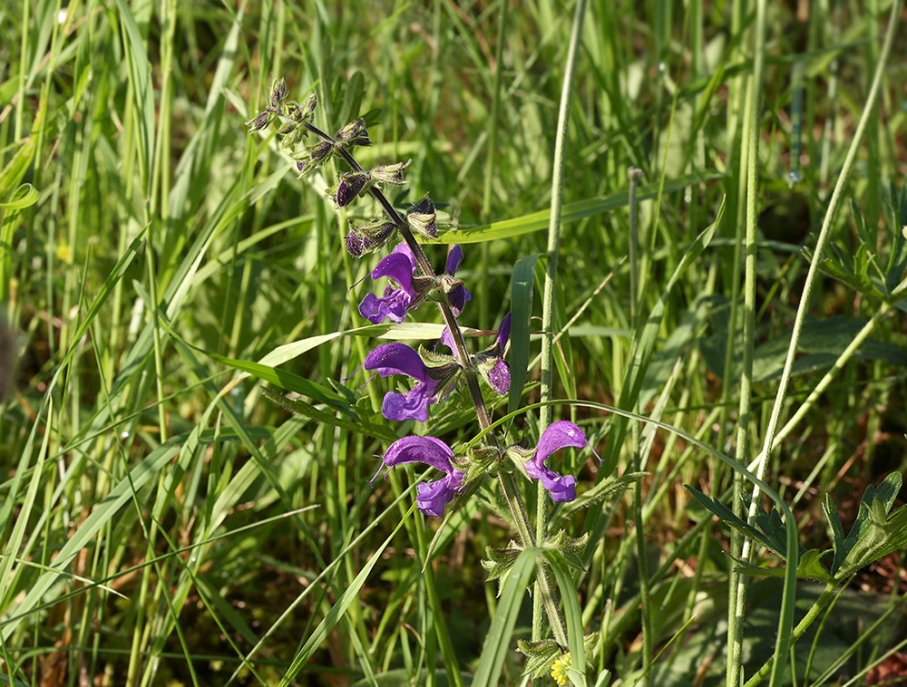 Image of Salvia pratensis specimen.