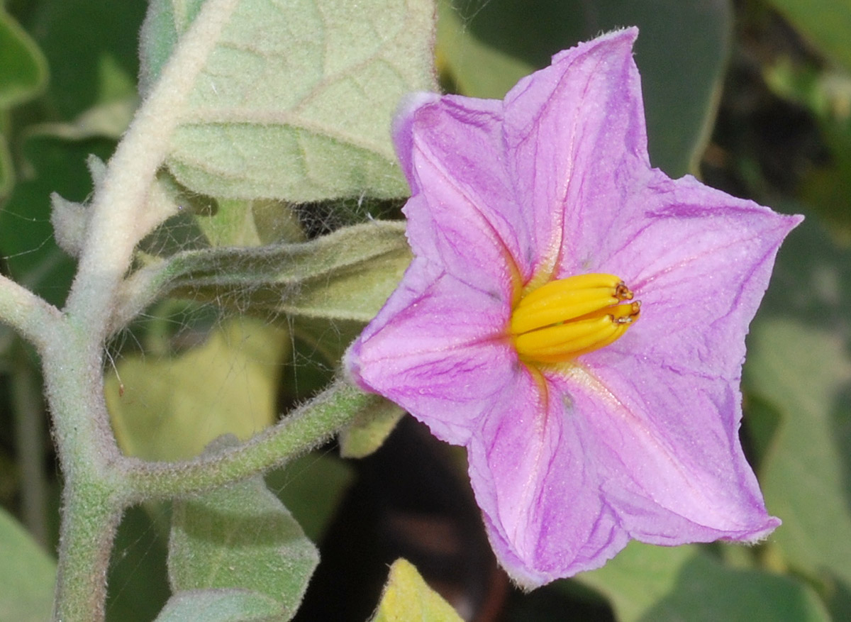 Изображение особи Solanum melongena.