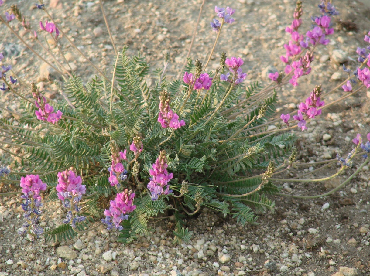 Image of Oxytropis coerulea specimen.