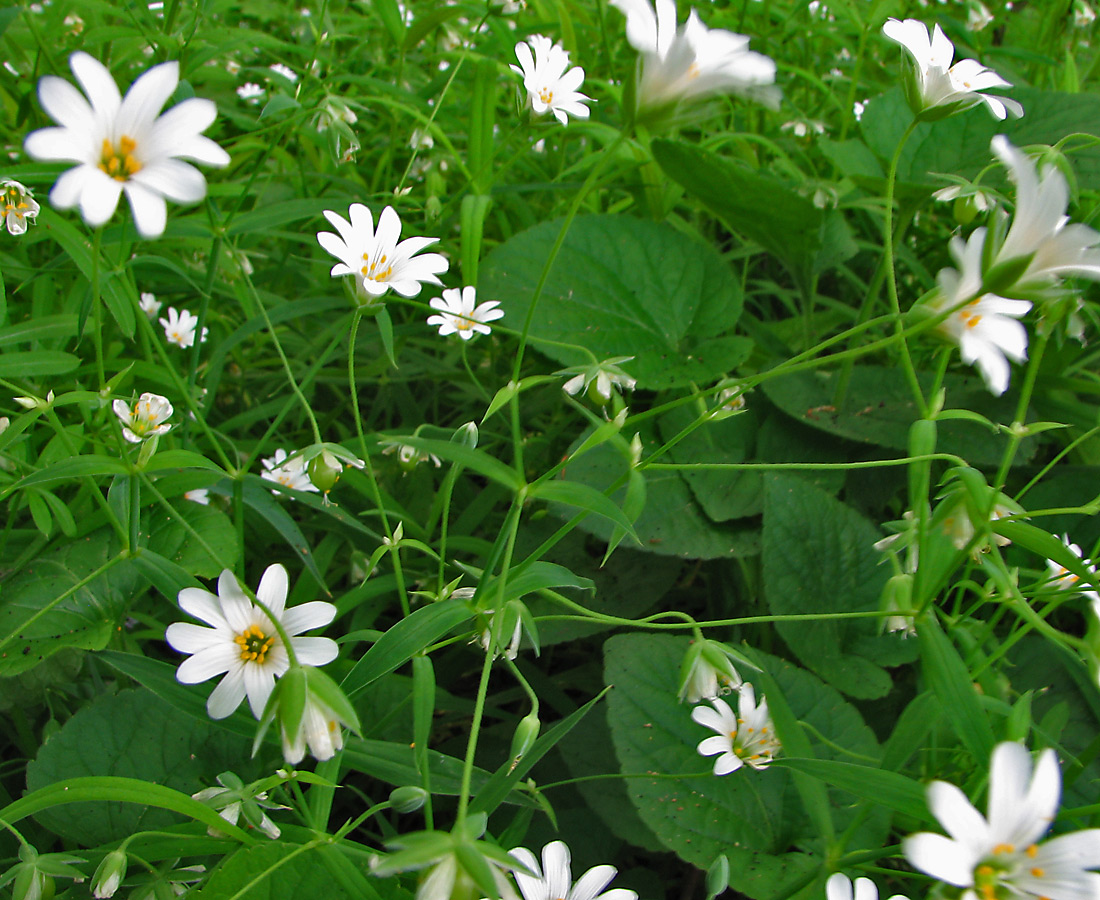 Изображение особи Stellaria holostea.