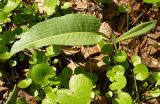 Bistorta officinalis