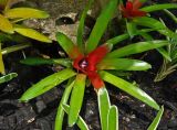 род Neoregelia. Цветущее растение. Малайзия, о-в Калимантан, г. Кучинг, ботанический сад. 12.05.2017.