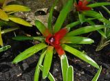 genus Neoregelia. Цветущее растение. Малайзия, о-в Калимантан, г. Кучинг, ботанический сад. 12.05.2017.