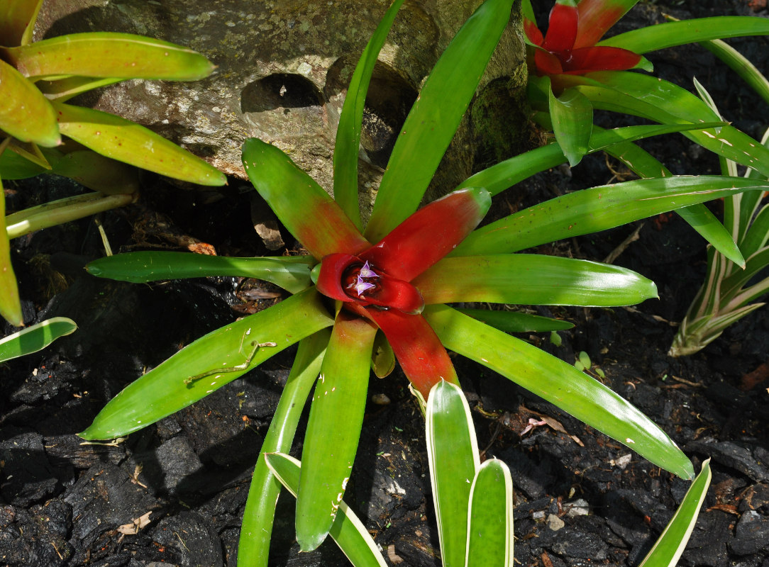Изображение особи род Neoregelia.