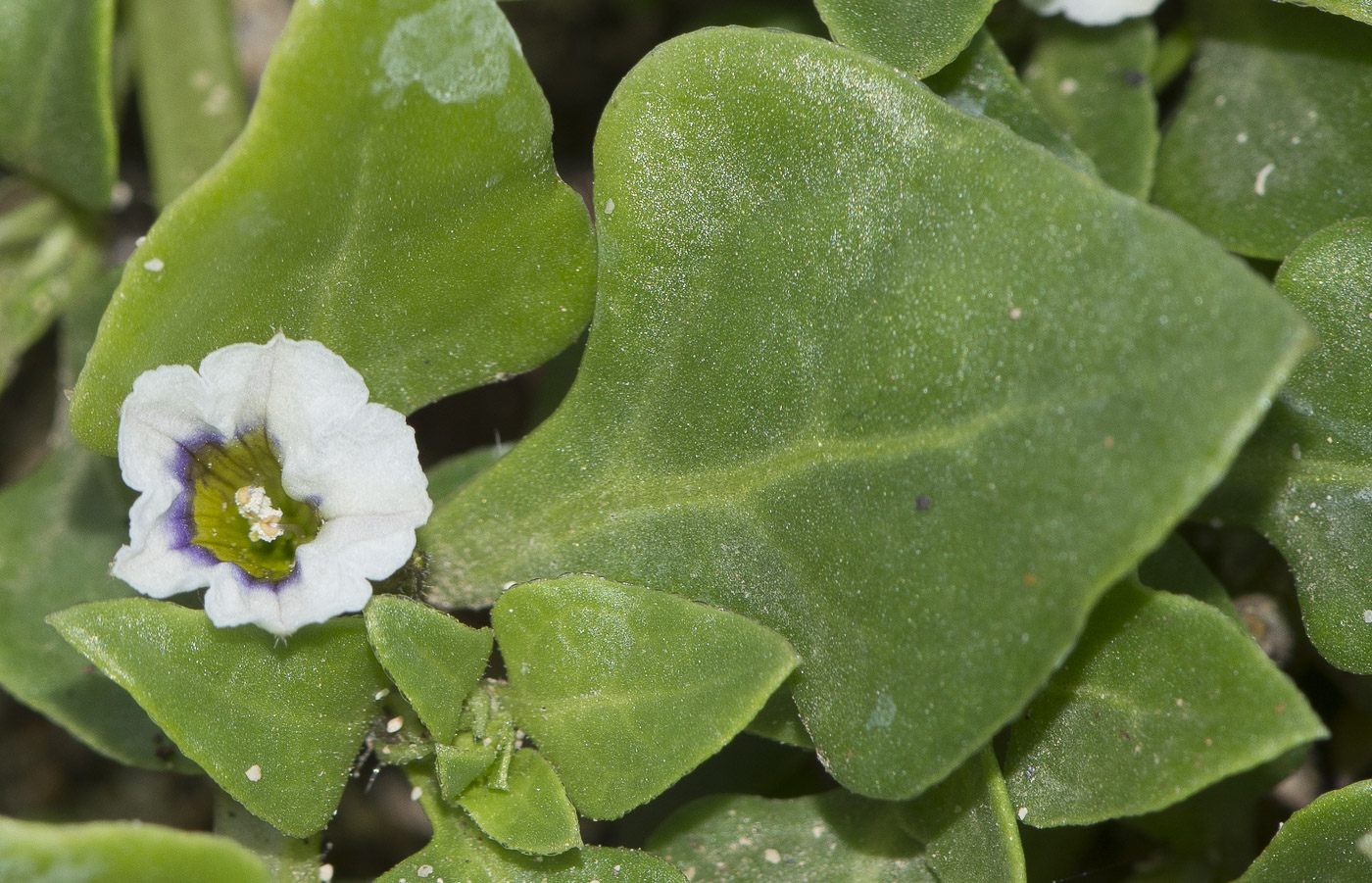 Изображение особи Sclerophylax spinescens.