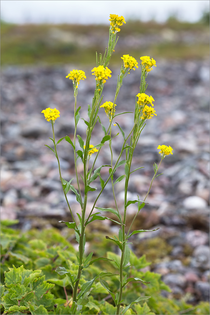 Image of Erysimum hieraciifolium specimen.