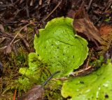 Peltigera aphthosa